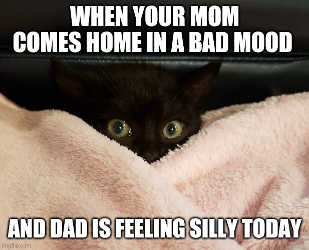 cautious cat | WHEN YOUR MOM COMES HOME IN A BAD MOOD; AND DAD IS FEELING SILLY TODAY | image tagged in cautious cat,weird,funny,fun,funny memes | made w/ Imgflip meme maker