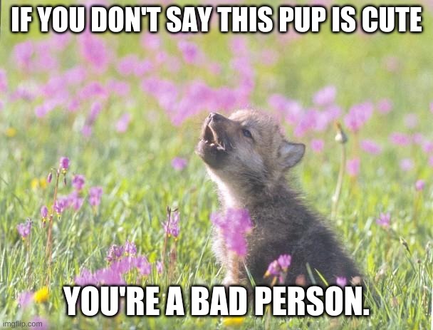 No upvote needed though |  IF YOU DON'T SAY THIS PUP IS CUTE; YOU'RE A BAD PERSON. | image tagged in memes,baby insanity wolf | made w/ Imgflip meme maker