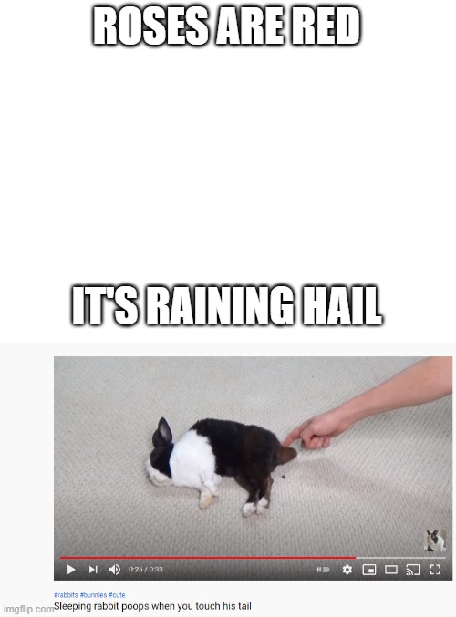 ROSES ARE RED; IT'S RAINING HAIL | image tagged in blank white template | made w/ Imgflip meme maker