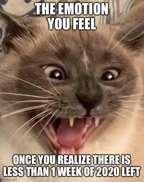 Screaming Cat | THE EMOTION YOU FEEL; ONCE YOU REALIZE THERE IS LESS THAN 1 WEEK OF 2020 LEFT | image tagged in cat,rage,angry cat | made w/ Imgflip meme maker
