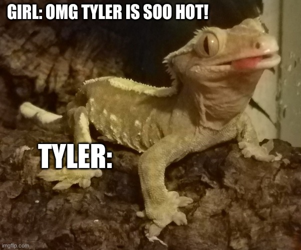 OMG TYLER!!! | GIRL: OMG TYLER IS SOO HOT! TYLER: | image tagged in gecko stand,tyler,gecko | made w/ Imgflip meme maker