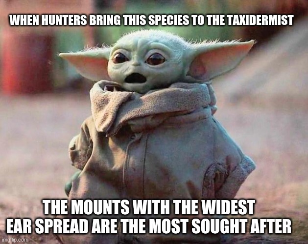 It is not easy being green | WHEN HUNTERS BRING THIS SPECIES TO THE TAXIDERMIST; THE MOUNTS WITH THE WIDEST EAR SPREAD ARE THE MOST SOUGHT AFTER | image tagged in surprised baby yoda,it is not easy being green,taxidermist,mounted grogu,run away,grogu will be on my wall | made w/ Imgflip meme maker