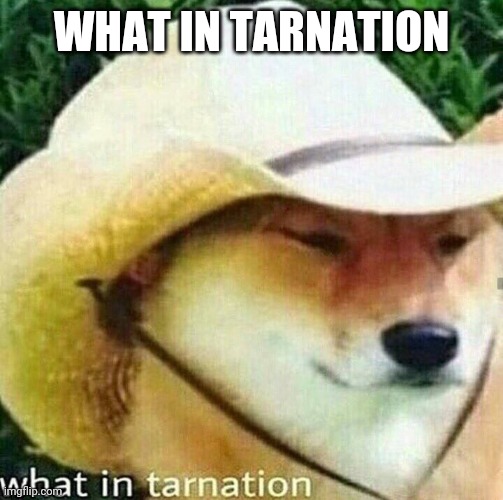 What in tarnation | WHAT IN TARNATION | image tagged in what in tarnation dog | made w/ Imgflip meme maker