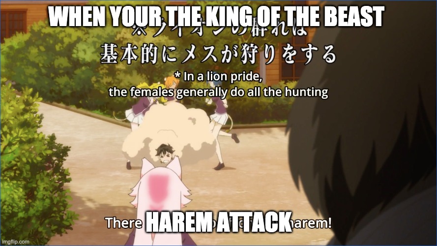 King of beast Harem attack | WHEN YOUR THE KING OF THE BEAST; HAREM ATTACK | image tagged in attack | made w/ Imgflip meme maker