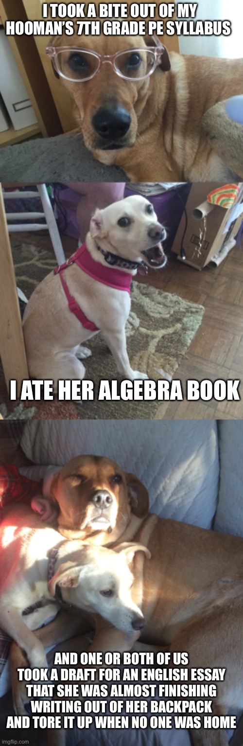 My dogs ate my homework several times | I TOOK A BITE OUT OF MY HOOMAN’S 7TH GRADE PE SYLLABUS; I ATE HER ALGEBRA BOOK; AND ONE OR BOTH OF US TOOK A DRAFT FOR AN ENGLISH ESSAY THAT SHE WAS ALMOST FINISHING WRITING OUT OF HER BACKPACK AND TORE IT UP WHEN NO ONE WAS HOME | image tagged in smarty dog,shocked doggo,homework | made w/ Imgflip meme maker