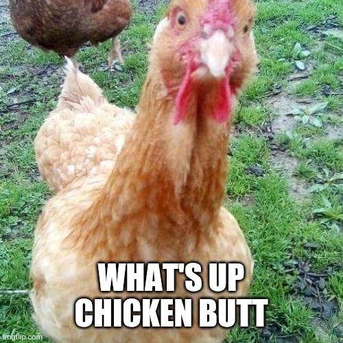 WHAT'S UP
CHICKEN BUTT | image tagged in chicken,anti joke chicken | made w/ Imgflip meme maker