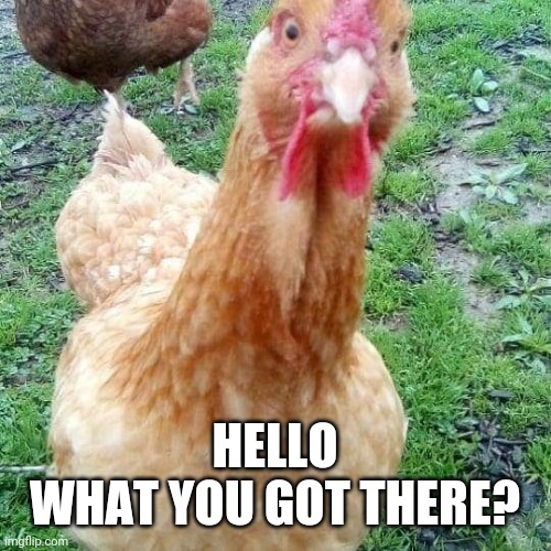 HELLO
WHAT YOU GOT THERE? | image tagged in hello,chicken | made w/ Imgflip meme maker