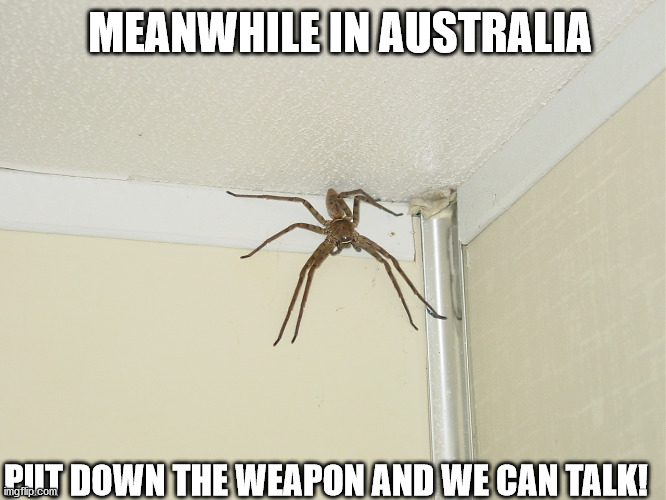 huge spider | PUT DOWN THE WEAPON AND WE CAN TALK! MEANWHILE IN AUSTRALIA | image tagged in huge spider | made w/ Imgflip meme maker