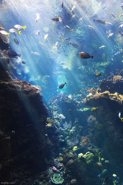 Under the Sea | image tagged in awesome,pics,photography | made w/ Imgflip meme maker