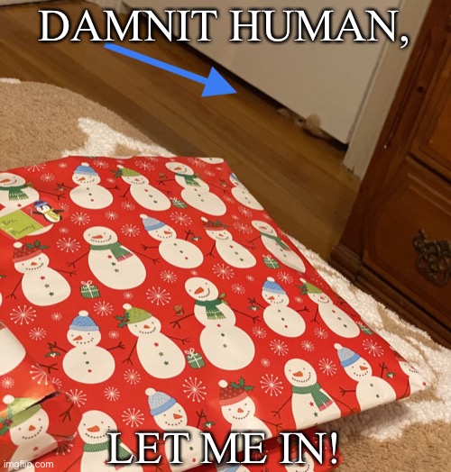 Chessie wants to eat the wrapping paper. | DAMNIT HUMAN, LET ME IN! | image tagged in damnit human let me in | made w/ Imgflip meme maker