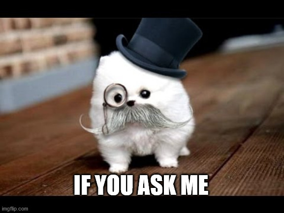 If You Ask Me (Dog) | IF YOU ASK ME | image tagged in if you ask me dog | made w/ Imgflip meme maker