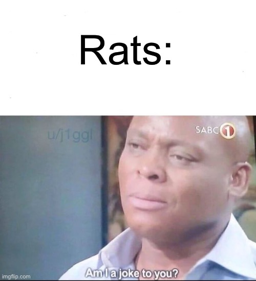 am I a joke to you | Rats: | image tagged in am i a joke to you,memes,rats | made w/ Imgflip meme maker