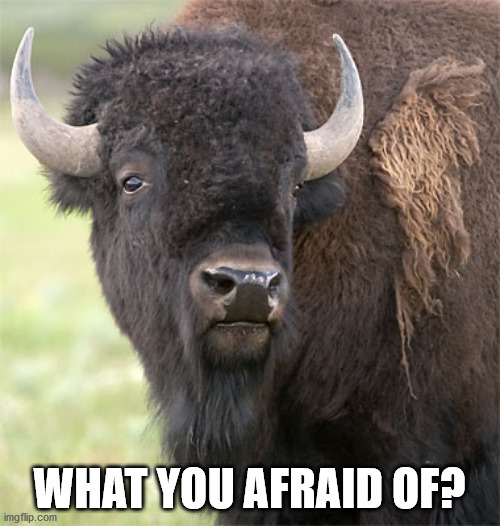 bison | WHAT YOU AFRAID OF? | image tagged in bison | made w/ Imgflip meme maker