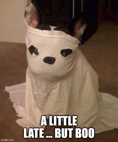 A LITTLE LATE ... BUT BOO | image tagged in dogs | made w/ Imgflip meme maker