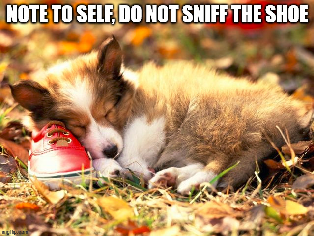 NOTE TO SELF, DO NOT SNIFF THE SHOE | image tagged in dogs | made w/ Imgflip meme maker