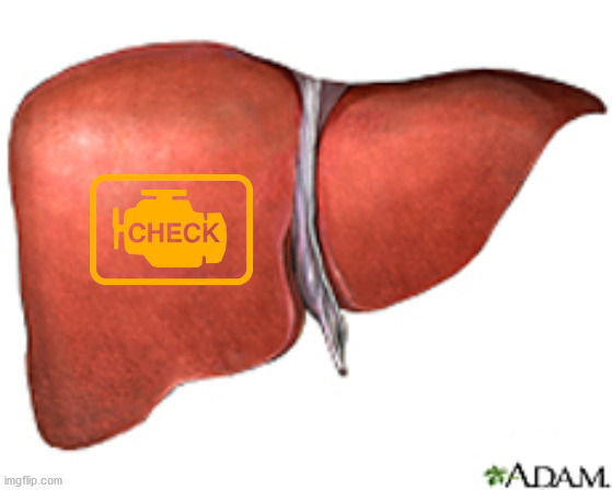 Liver | image tagged in liver | made w/ Imgflip meme maker