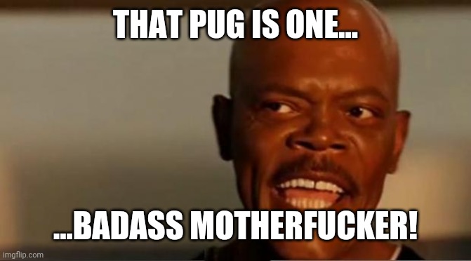 Snakes on the Plane Samuel L Jackson | THAT PUG IS ONE... ...BADASS MOTHERFUCKER! | image tagged in snakes on the plane samuel l jackson | made w/ Imgflip meme maker