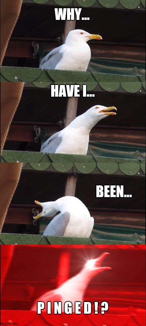 When you get ghost pinged in a Discord server | WHY... HAVE I... BEEN... P I N G E D ! ? | image tagged in memes,inhaling seagull | made w/ Imgflip meme maker