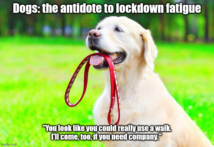 Cure for Lockdown Fatigue | Dogs: the antidote to lockdown fatigue; "You look like you could really use a walk.
I'll come, too, if you need company." | image tagged in funny dogs,covid-19,mental health | made w/ Imgflip meme maker