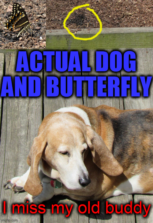 ACTUAL DOG
AND BUTTERFLY I miss my old buddy | made w/ Imgflip meme maker