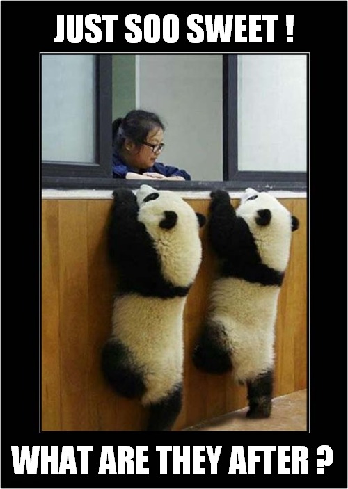 Just To Make You Smile ! | JUST SOO SWEET ! WHAT ARE THEY AFTER ? | image tagged in fun,panda,smiles | made w/ Imgflip meme maker