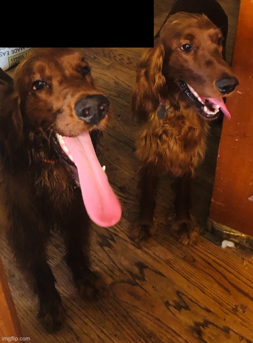 Mein hunds | made w/ Imgflip meme maker