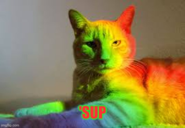 Neon cat | 'SUP | image tagged in neon cat | made w/ Imgflip meme maker
