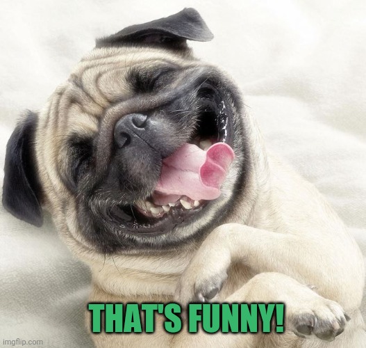 Nathan Lane dog | THAT'S FUNNY! | image tagged in nathan lane dog | made w/ Imgflip meme maker