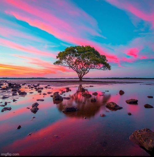 Paradise Sky | image tagged in colorful,sky,beautiful,tree,awesome,pic | made w/ Imgflip meme maker