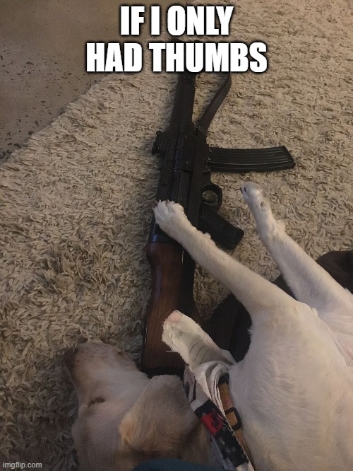 If | IF I ONLY HAD THUMBS | image tagged in dogs | made w/ Imgflip meme maker