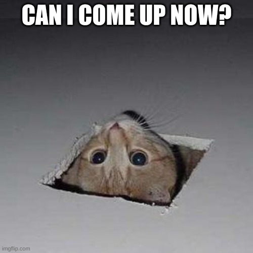 Ceiling Cat | CAN I COME UP NOW? | image tagged in memes,ceiling cat | made w/ Imgflip meme maker