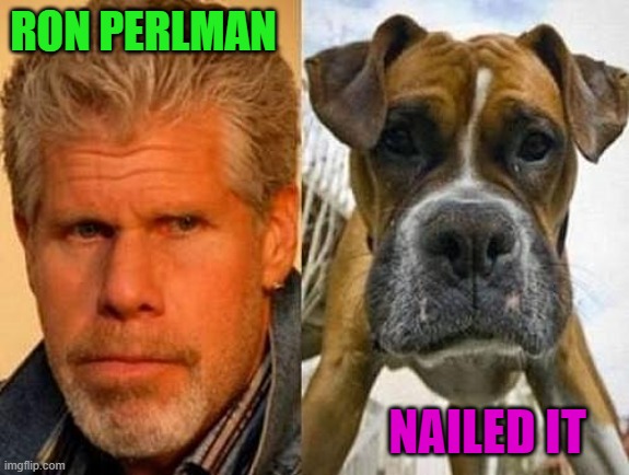 Dog look-a-likes... | RON PERLMAN; NAILED IT | image tagged in ron perlman,memes,dogs,look a likes,funny | made w/ Imgflip meme maker