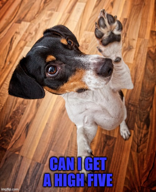 Give me five up high!!! | CAN I GET A HIGH FIVE | image tagged in dogs,high five,memes | made w/ Imgflip meme maker