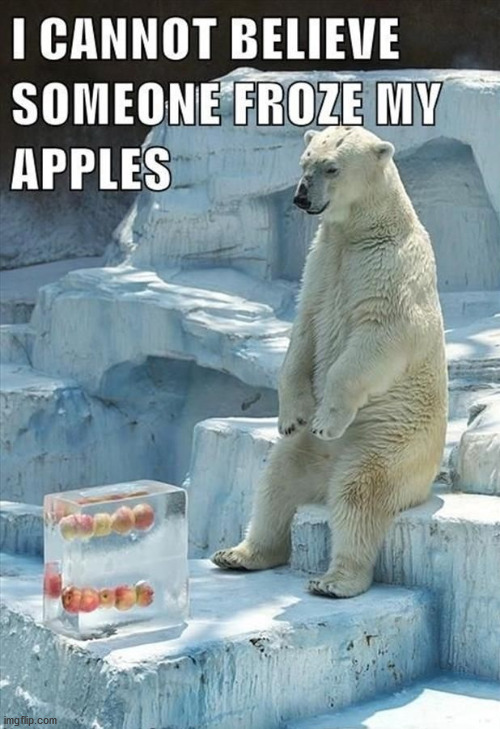 image tagged in funny,polar bear | made w/ Imgflip meme maker