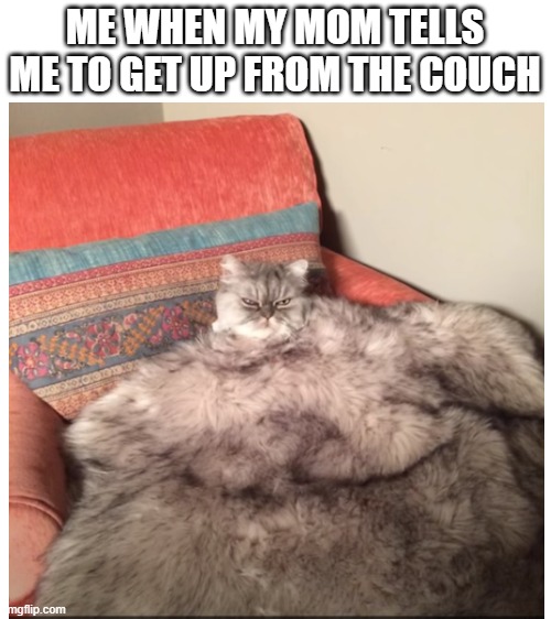 Chonk Cat 100 (I might make this into a template if you would like) | ME WHEN MY MOM TELLS ME TO GET UP FROM THE COUCH | image tagged in fat cat,cats,grumpy cat | made w/ Imgflip meme maker