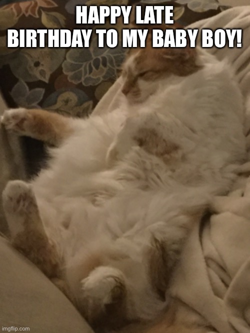 Pumpkin likes to sleep in some weird arse positions | HAPPY LATE BIRTHDAY TO MY BABY BOY! | made w/ Imgflip meme maker