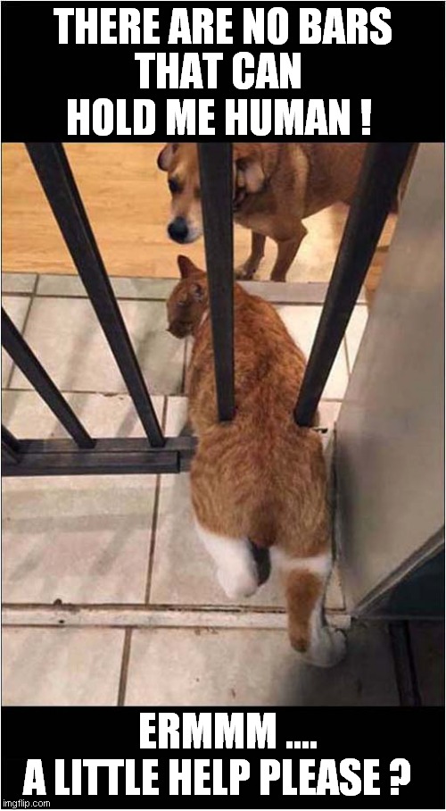 Unescapably Overconfident Cat | THERE ARE NO BARS; THAT CAN HOLD ME HUMAN ! ERMMM .... A LITTLE HELP PLEASE ? | image tagged in cats,overconfidence,prison bars,no escape | made w/ Imgflip meme maker