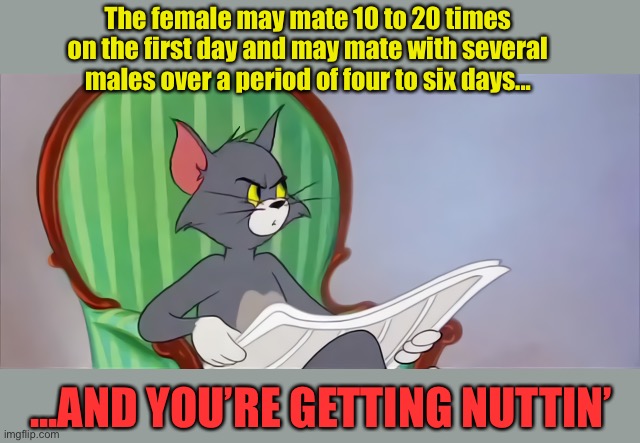 Tom (Newspaper HD) | The female may mate 10 to 20 times on the first day and may mate with several males over a period of four to six days... ...AND YOU’RE GETTI | image tagged in tom newspaper hd | made w/ Imgflip meme maker