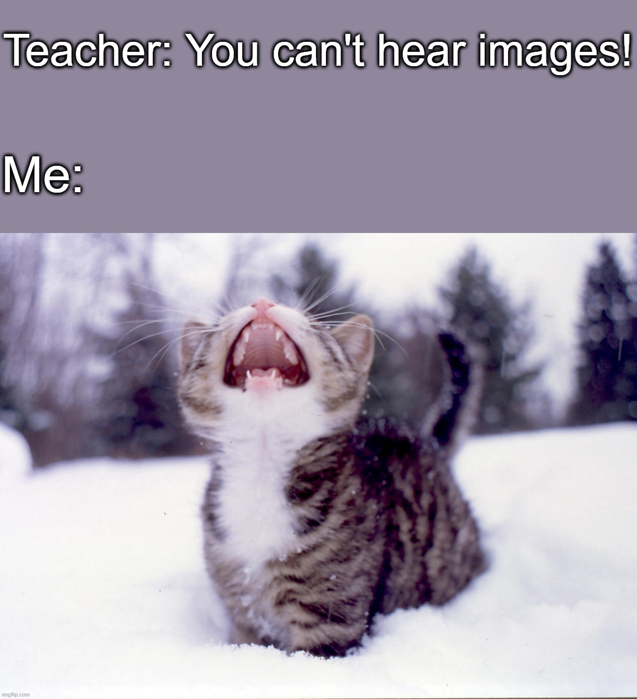 MEOW! | Teacher: You can't hear images! Me: | image tagged in meow | made w/ Imgflip meme maker