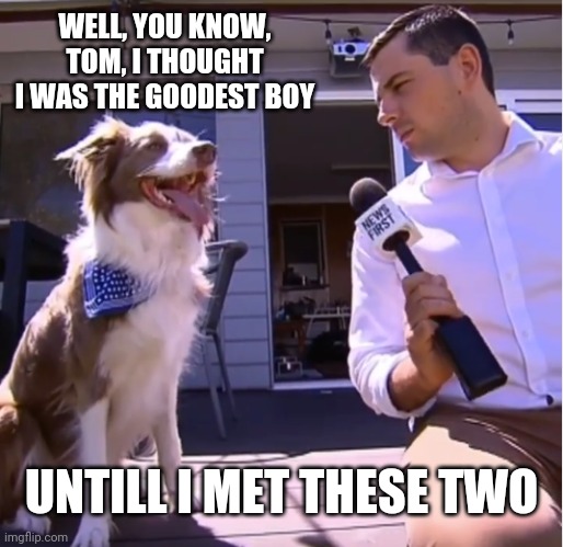 Dog interview | WELL, YOU KNOW, TOM, I THOUGHT I WAS THE GOODEST BOY UNTILL I MET THESE TWO | image tagged in dog interview | made w/ Imgflip meme maker