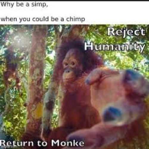 monke | image tagged in memes,funny | made w/ Imgflip meme maker