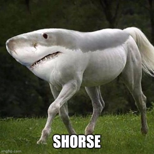 SHORSE | made w/ Imgflip meme maker