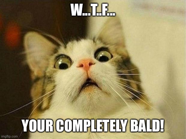 Scared Cat Meme | W...T..F... YOUR COMPLETELY BALD! | image tagged in memes,scared cat | made w/ Imgflip meme maker