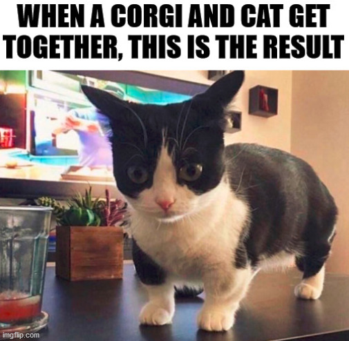Mash up | image tagged in cat,corgi | made w/ Imgflip meme maker