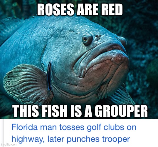 Why Florida Man? | ROSES ARE RED; THIS FISH IS A GROUPER | image tagged in florida man,golf clubs,punches trooper | made w/ Imgflip meme maker