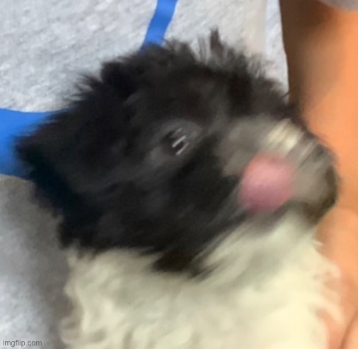 just an AWESOME pic of my yorkiepoo pup | made w/ Imgflip meme maker