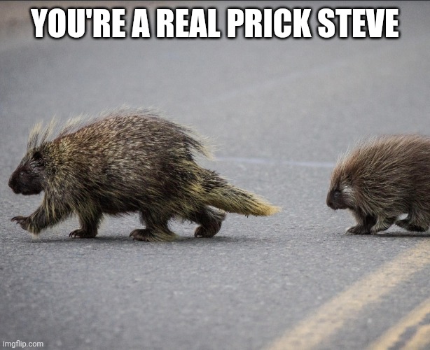 Animals | YOU'RE A REAL PRICK STEVE | image tagged in fighting | made w/ Imgflip meme maker