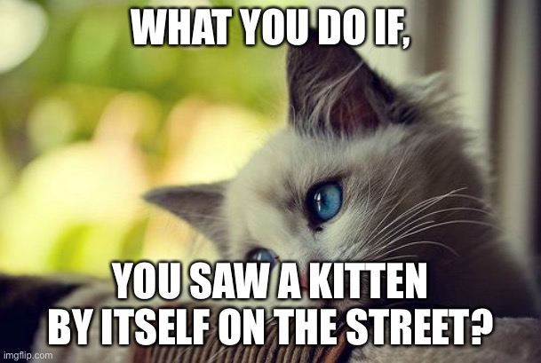 First World Problems Cat | WHAT YOU DO IF, YOU SAW A KITTEN BY ITSELF ON THE STREET? | image tagged in memes,first world problems cat | made w/ Imgflip meme maker