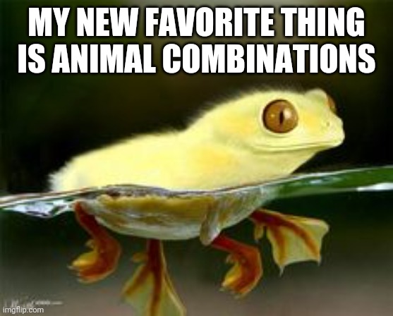 MY NEW FAVORITE THING IS ANIMAL COMBINATIONS | made w/ Imgflip meme maker