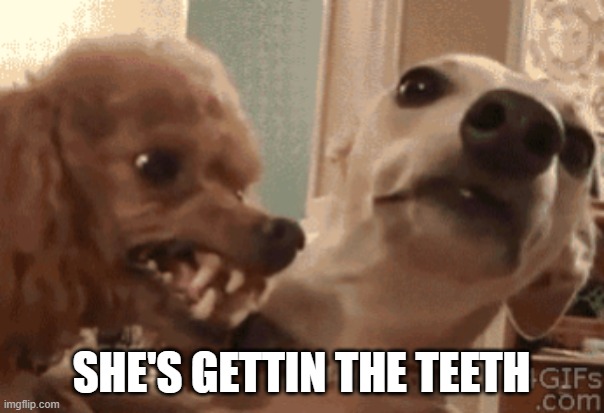 Angry Doog | SHE'S GETTIN THE TEETH | image tagged in angry doog | made w/ Imgflip meme maker